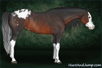 Horse Color:Brown Splash Appaloosa Rabicano