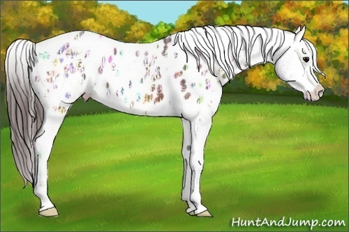 Horse Color: Brown Ice Near Leopard 