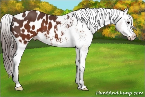 Horse Color: Brown Blanket 