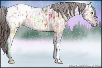 Horse Color:Bay Ice Appaloosa 