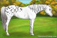 Horse Color:Brown Appaloosa Rabicano 