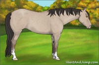 Horse Color:Classic Champagne Dun Sabino