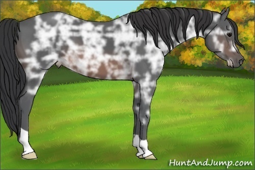 Horse Color: Brown Ice 