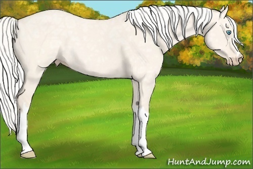 Horse Color: Silver Perlino Ice Dun 