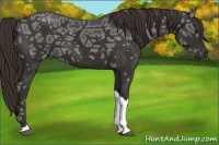 Horse Color:Liver Chestnut Ice Tobiano Rabicano 