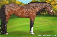 Horse Color:Buckskin Ice 