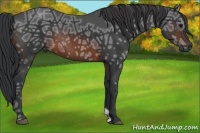 Horse Color:Brown Ice Rabicano