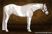 Horse Color:Classic Champagne Tobiano Appaloosa 