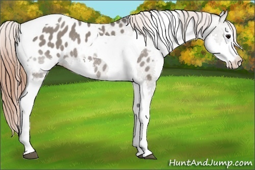 Horse Color: Grullo Splash Tobiano Blanket Rabicano 