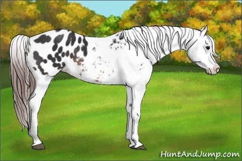 Horse Color: Brown Blanket Rabicano 