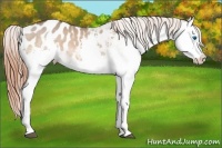 Horse Color:Bay Dun Splash Blanket Rabicano 