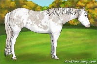 Horse Color:White Spotted Chocolate Palomino Ice Splash Appaloosa