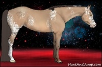 Horse Color:White Spotted Amber Champagne 