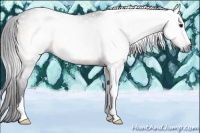 Horse Color:Gray Brown Rabicano 