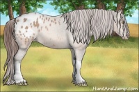 Horse Color:Amber Champagne Appaloosa 
