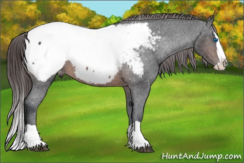 Horse Color: Brown Splash Snowcap 