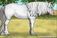 Horse Color:Blue Roan Appaloosa