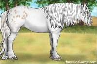 Horse Color:Gold Champagne Tobiano Appaloosa 