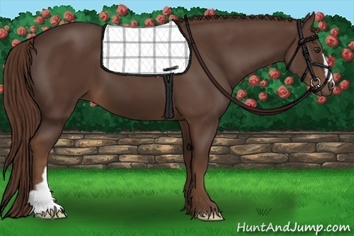 Horse Color: Liver Chestnut 