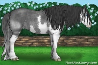 Horse Color:Blue Roan Splash 