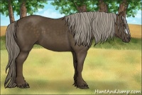 Horse Color:Chocolate Palomino