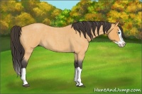 Horse Color:Buckskin Roan Splash 