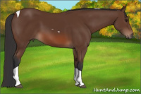 Horse Color:Bay Tobiano 