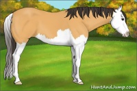 Horse Color:Buckskin Splash 