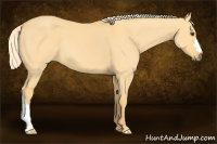 Horse Color:Palomino Dun 