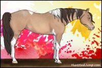 Horse Color:Amber Champagne Tobiano 