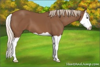 Horse Color:Chestnut Splash 