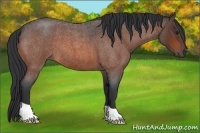 Horse Color:Bay Roan 