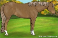 Horse Color:Chocolate Palomino 