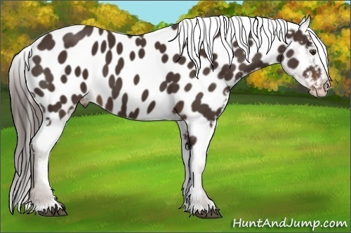Horse Color: Liver Chestnut Near Leopard 