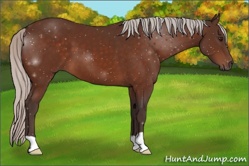 Horse Color: Silver Brown 