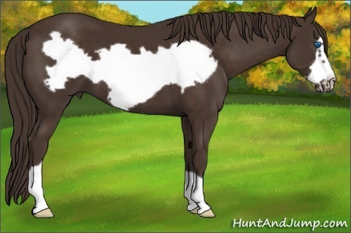 Horse Color: Liver Chestnut Frame 