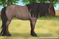 Horse Color:Bay Roan 
