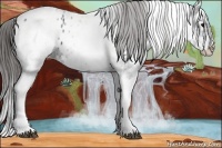 Horse Color:White Spotted Black Splash Appaloosa 