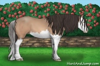 Horse Color:Amber Champagne Splash 