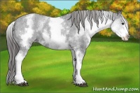 Horse Color:White Spotted Black Appaloosa Rabicano 
