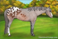 Horse Color:Bay Blanket 