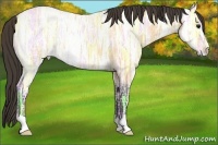 Horse Color:Buckskin Ice Roan 