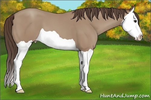 Horse Color: Classic Champagne Splash 