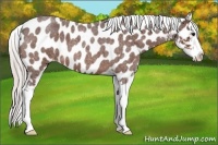 Horse Color:Silver Brown Roan Splash Near Leopard 