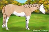 Horse Color:Gold Champagne Splash 