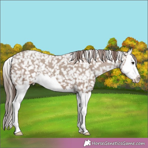 Horse Color:Classic Champagne Splash Snowflake Varnish