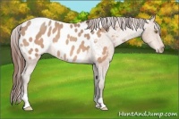 Horse Color:Amber Champagne Appaloosa 