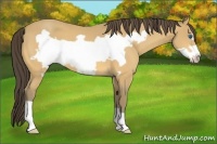Horse Color:Amber Cream Champagne Frame 