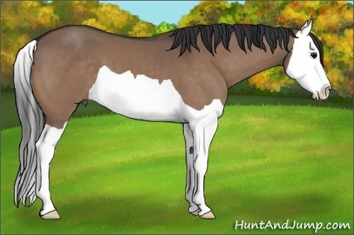 Horse Color: Bay Dun Splash 