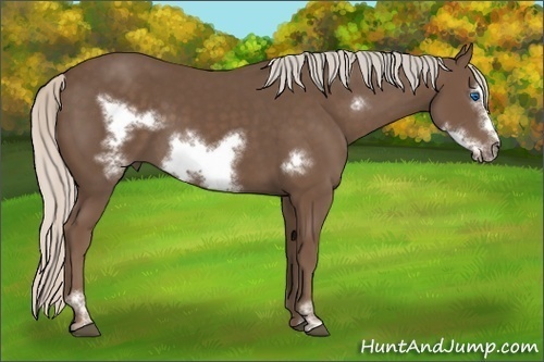 Horse Color: Silver Black Sabino Frame 